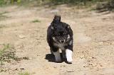 CHIEN FINNOIS DE LAPONIE 041